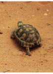 Testdudo Hermanii Griechische Landschildkröte Reptilienzucht Terraristix