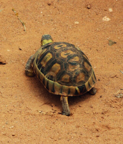 Testdudo Hermanii Griechische Landschildkröte Reptilienzucht Terraristix