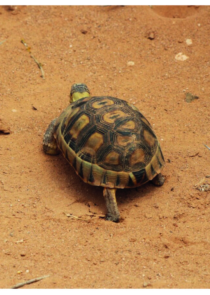 Testdudo Hermanii Griechische Landschildkröte Reptilienzucht Terraristix