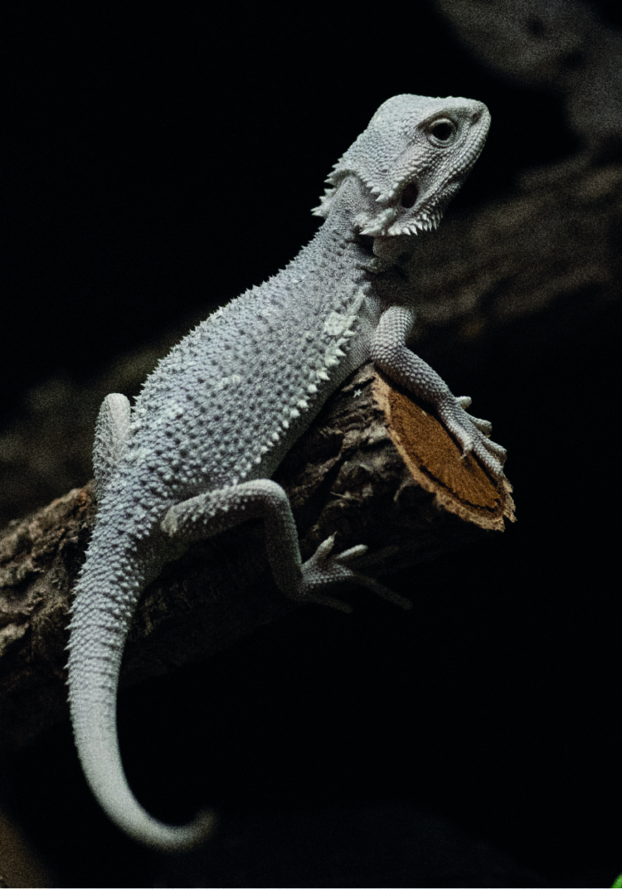 Weiße Bartagame Pogona Vitticeps Hypo Zero White Terraristix Reptilienzucht