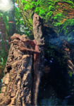 Kragenechse Chlamydosaurus kingii Reptilienzucht Terraristix Pinkafeld
