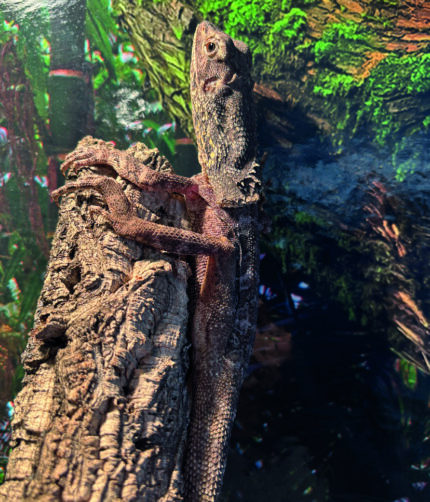 Kragenechse Chlamydosaurus kingii Reptilienzucht Terraristix Pinkafeld