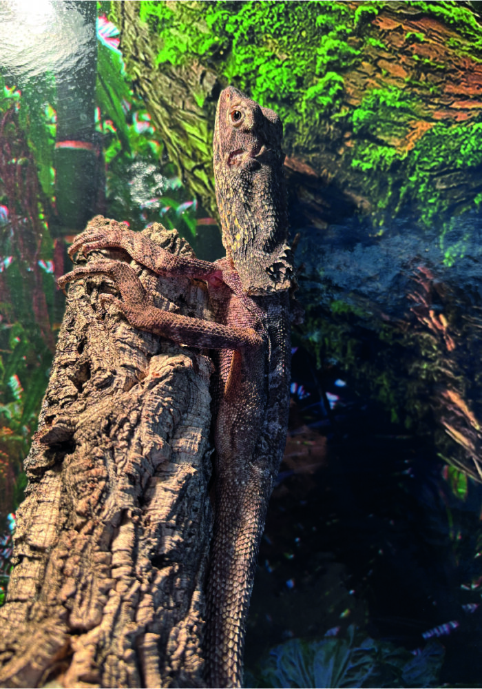 Kragenechse Chlamydosaurus kingii Reptilienzucht Terraristix Pinkafeld