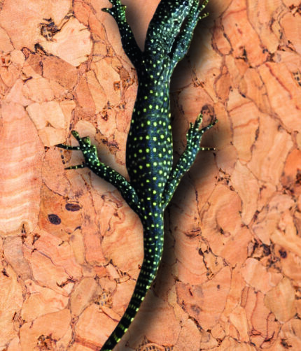 Blauschwanz Waran Varanus Doreanus Reptilienzucht Terraristix