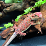 Bartagame Pogona Vitticeps Hypo Het Trans Bluepoint Terraristix Reptilienzucht