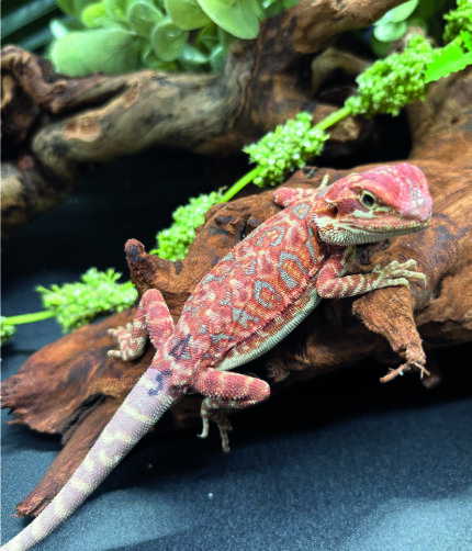Bartagame Pogona Vitticeps Hypo Het Trans Bluepoint Terraristix Reptilienzucht