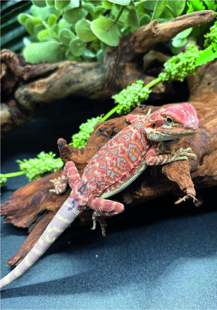 Bartagame Pogona Vitticeps Hypo Het Trans Bluepoint Terraristix Reptilienzucht