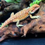 Bartagame Pogona Vitticeps Orange Tiger Bluepoint Reptilienzucht Terraristix