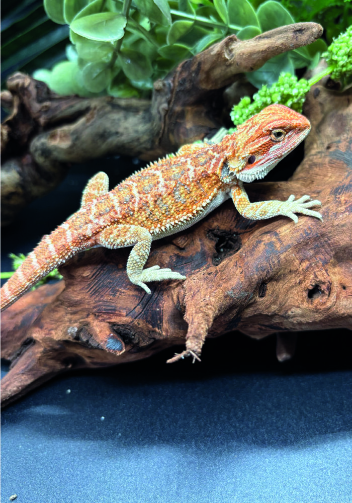 Bartagame Pogona Vitticeps Orange Tiger Bluepoint Reptilienzucht Terraristix