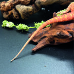 Bartagame Pogona Vitticeps Orange Red Tiger Reptilienzucht Terraristix