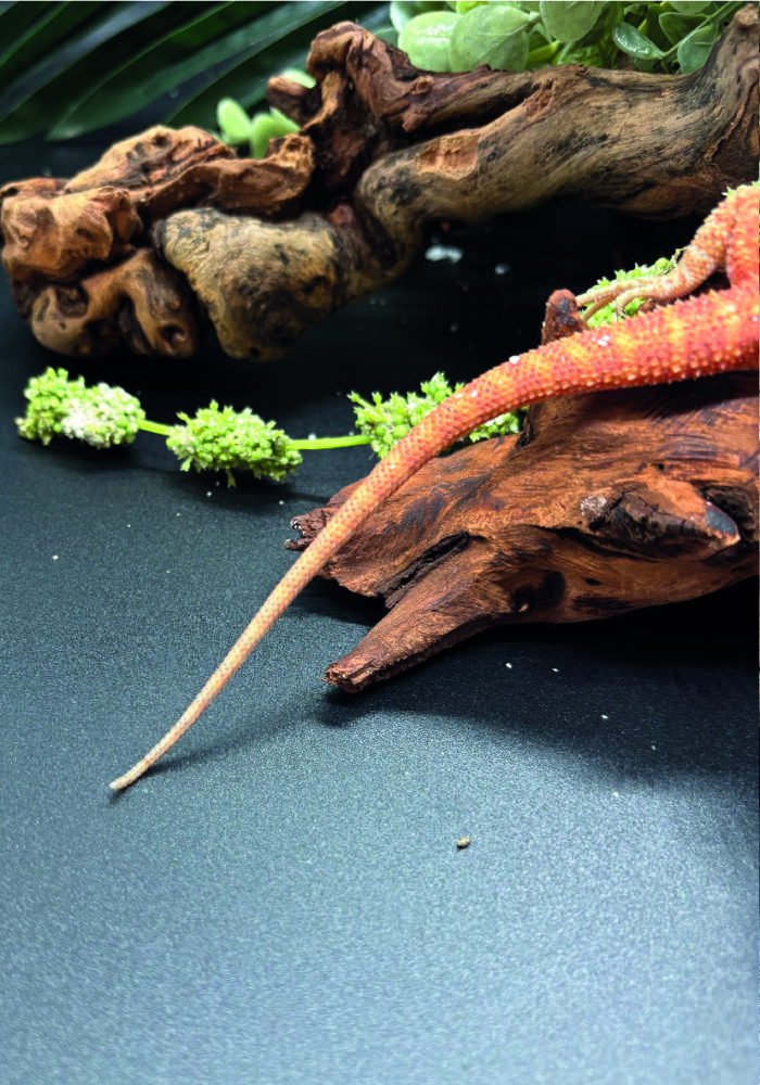 Bartagame Pogona Vitticeps Orange Red Tiger Reptilienzucht Terraristix