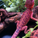Bartagame Pogona Vitticeps Half Monster Coral Terraristix Reptilienzucht
