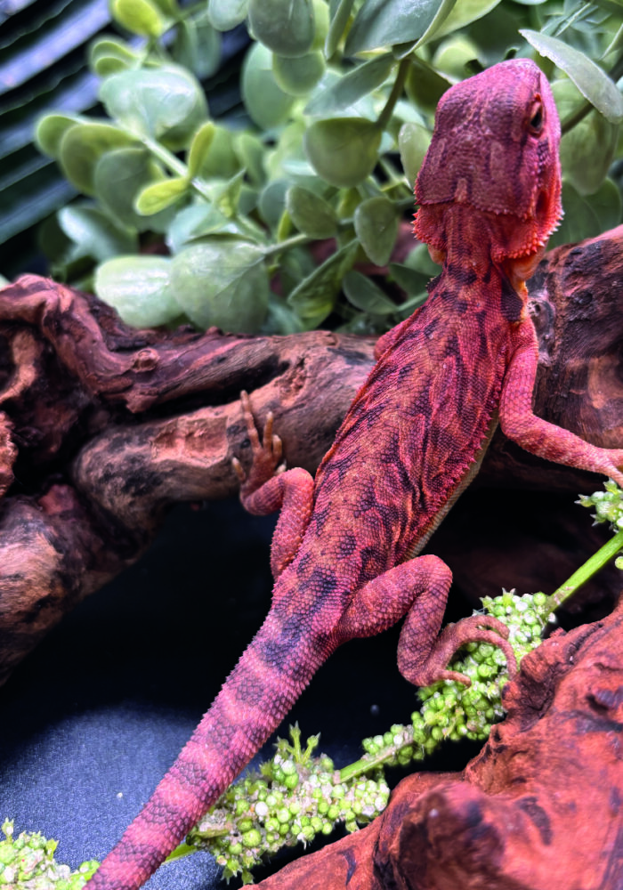 Bartagame Pogona Vitticeps Half Monster Coral Terraristix Reptilienzucht
