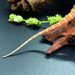 Bartagame Pogona Vitticeps Orange Tiger Bluepoint Reptilienzucht Terraristix