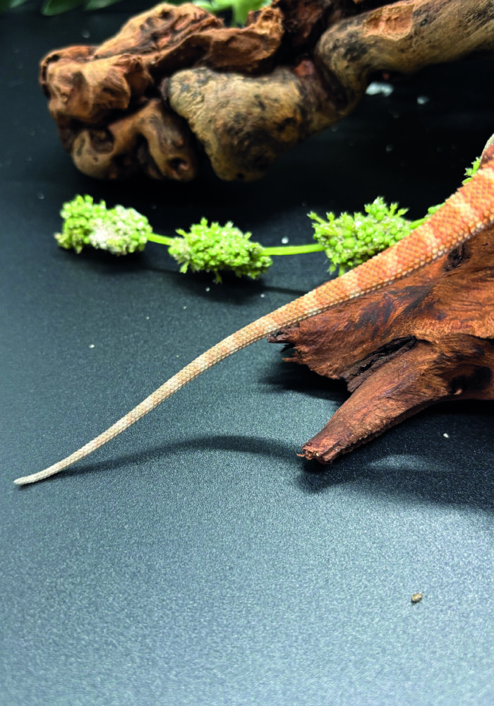 Bartagame Pogona Vitticeps Orange Tiger Bluepoint Reptilienzucht Terraristix