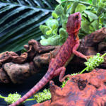 Bartagame Pogona Vitticeps Half Monster Coral Terraristix Reptilienzucht