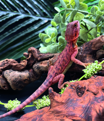Bartagame Pogona Vitticeps Half Monster Coral Terraristix Reptilienzucht
