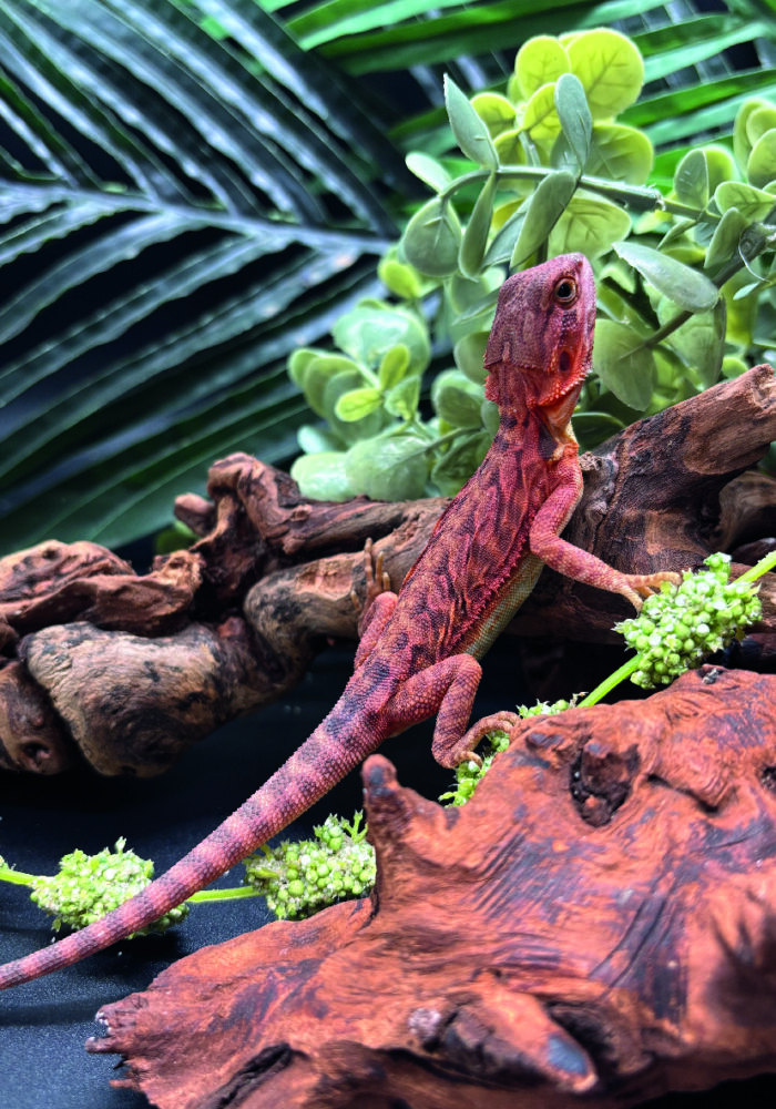 Bartagame Pogona Vitticeps Half Monster Coral Terraristix Reptilienzucht
