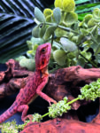 Bartagame Pogona Vitticeps Half Monster Coral Terraristix Reptilienzucht