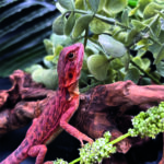 Bartagame Pogona Vitticeps Half Monster Coral Terraristix Reptilienzucht