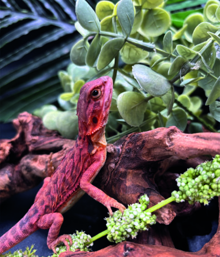 Bartagame Pogona Vitticeps Half Monster Coral Terraristix Reptilienzucht