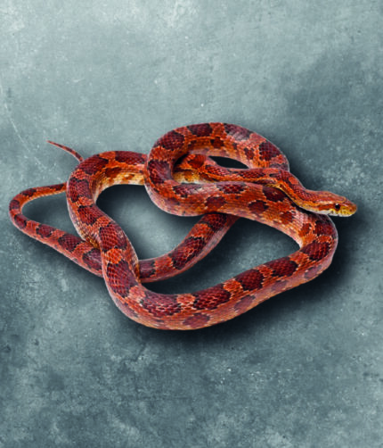 Kornnatter Pantherophis Guttatus Classic Terraristix Retpilienzucht