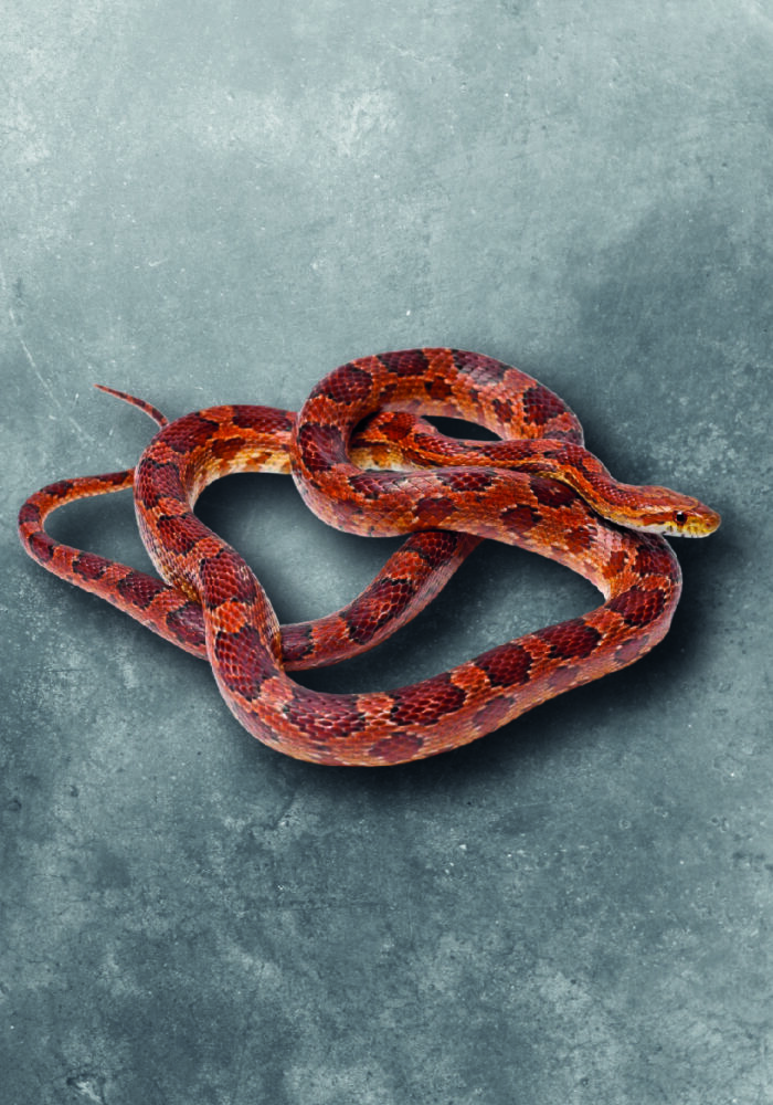Kornnatter Pantherophis Guttatus Classic Terraristix Retpilienzucht