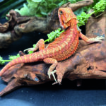 Bartagame Pogona Vitticeps Orange Red Tiger Reptilienzucht Terraristix