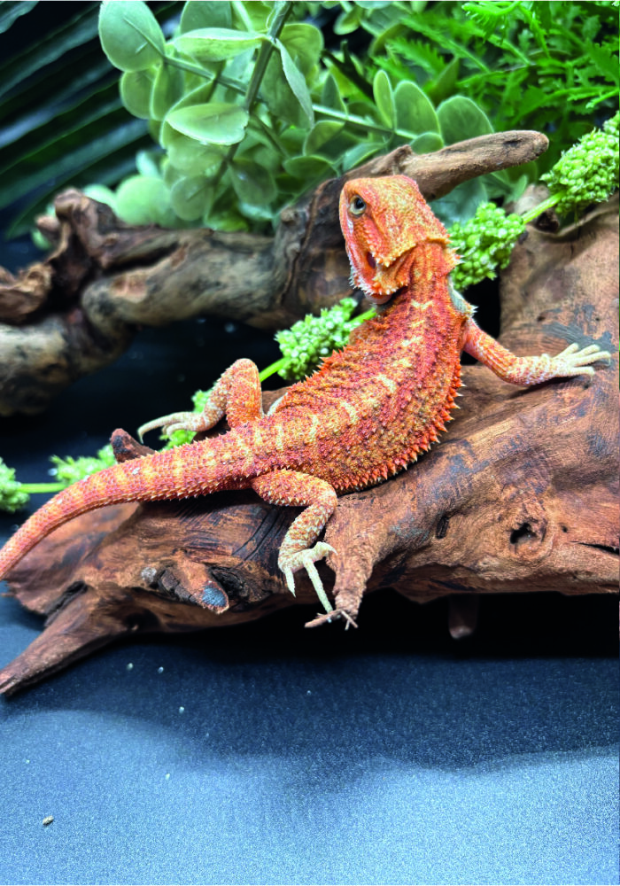 Bartagame Pogona Vitticeps Orange Red Tiger Reptilienzucht Terraristix