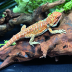 Bartagame Pogona Vitticeps Orange Tiger Bluepoint Reptilienzucht Terraristix