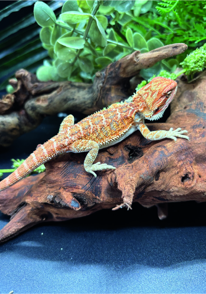 Bartagame Pogona Vitticeps Orange Tiger Bluepoint Reptilienzucht Terraristix