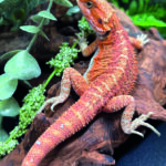 Bartagame Pogona Vitticeps Orange Red Tiger Reptilienzucht Terraristix