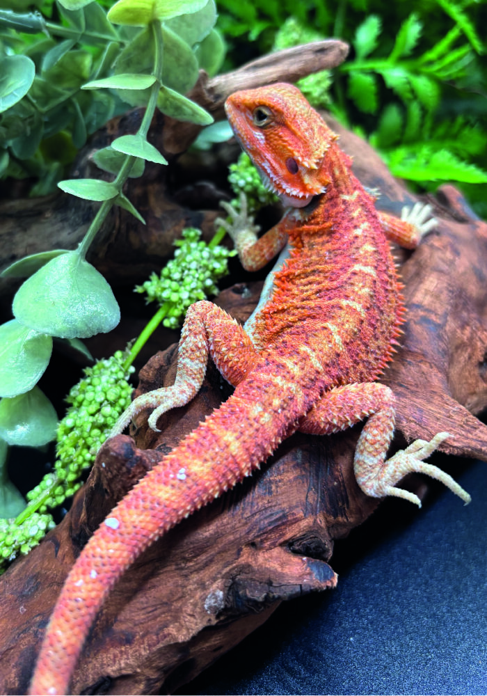 Bartagame Pogona Vitticeps Orange Red Tiger Reptilienzucht Terraristix