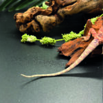 Bartagame Pogona Vitticeps Hypo Het Trans Bluepoint Terraristix Reptilienzucht