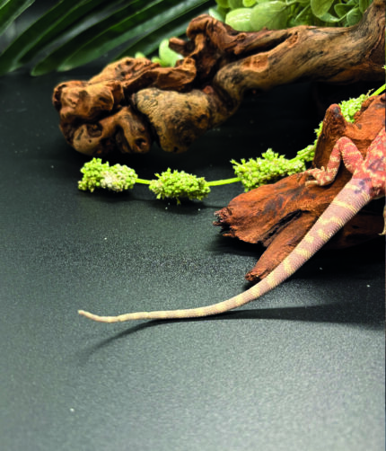Bartagame Pogona Vitticeps Hypo Het Trans Bluepoint Terraristix Reptilienzucht
