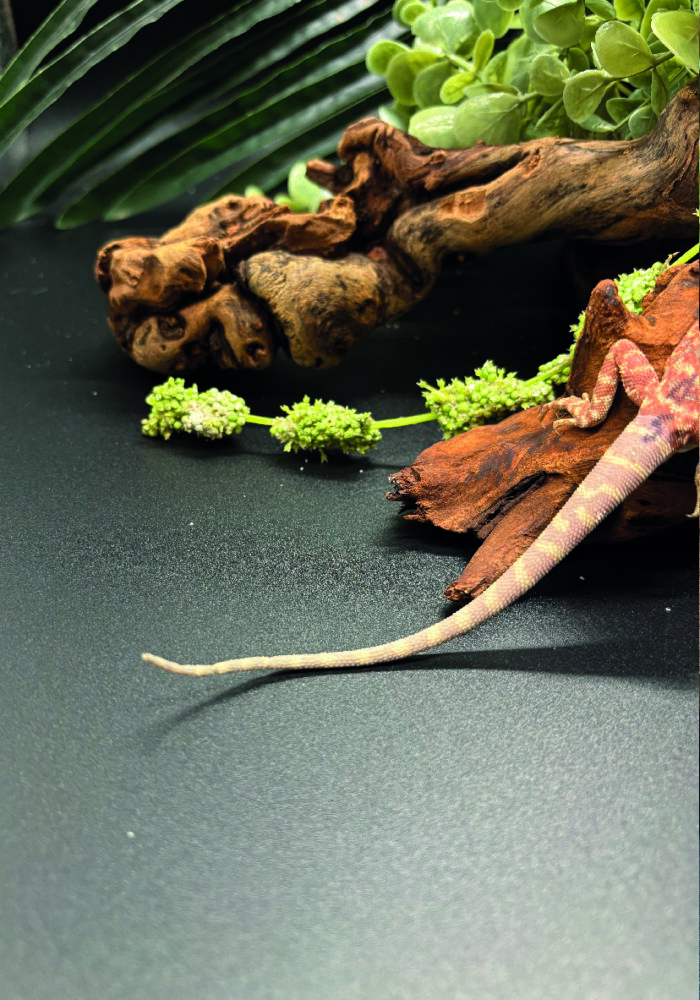 Bartagame Pogona Vitticeps Hypo Het Trans Bluepoint Terraristix Reptilienzucht