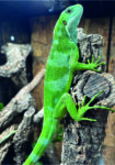 Fiji Leguan Brachylophus Fasciatus Weibchen Female Terraristix Pinkafeld