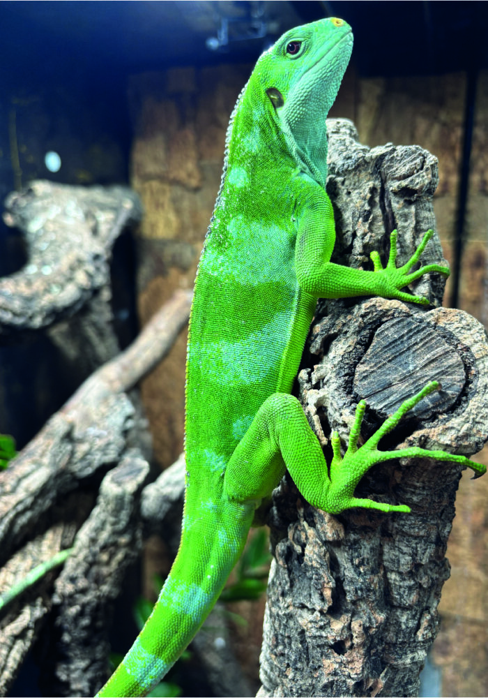 Fiji Leguan Brachylophus Fasciatus Weibchen Female Terraristix Pinkafeld