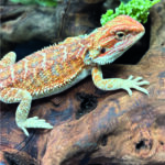 Bartagame Pogona Vitticeps Orange Tiger Bluepoint Reptilienzucht Terraristix