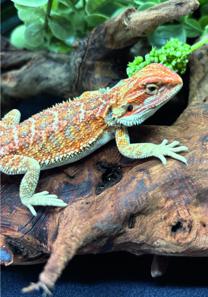 Bartagame Pogona Vitticeps Orange Tiger Bluepoint Reptilienzucht Terraristix