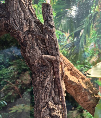 Kragenechse Chlamydosaurus kingii Reptilienzucht Terraristix Pinkafeld