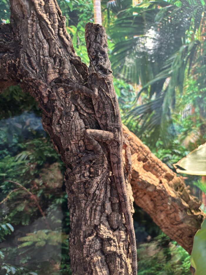 Kragenechse Chlamydosaurus kingii Reptilienzucht Terraristix Pinkafeld