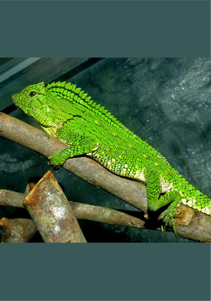 Gonocephalus doriae Terraristix Reptilienzucht