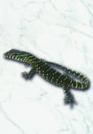 Nil Waran Varanus niloticus Reptilienzucht Terraristix