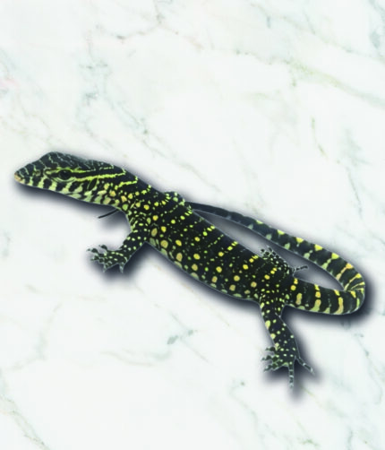 Nil Waran Varanus niloticus Reptilienzucht Terraristix