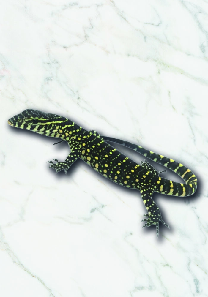 Nil Waran Varanus niloticus Reptilienzucht Terraristix