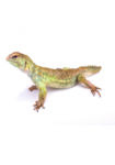 Somalische Dornschwanzagame Uromastyx Princeps Reptilienzucht Terraristix