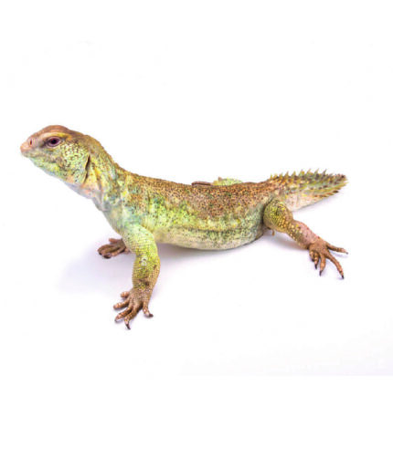 Somalische Dornschwanzagame Uromastyx Princeps Reptilienzucht Terraristix