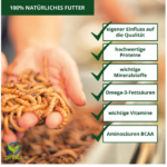 Insektenzucht Ofera Zuchtbox Mehlwürmer Terraristix