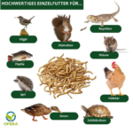 Insektenzucht Ofera Zuchtbox Mehlwürmer Terraristix